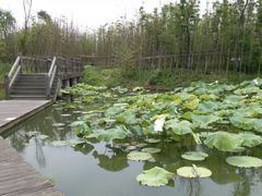 -白鹭湾湿地公园