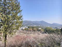 -香雪海