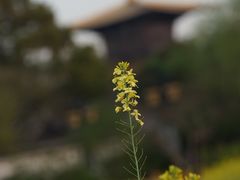 -广富林郊野公园