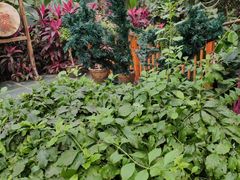 -呀路古热带植物园