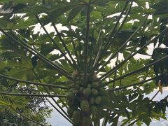 -火炉山森林公园