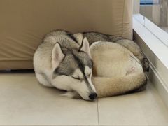 -怪兽屋·羊驼·猫咖·狗咖(俊华广场店)