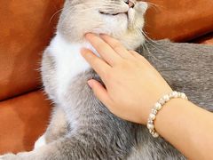 -MOCHA明星猫咖(田子坊店)