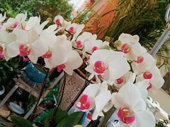 -青石桥花鸟鱼虫市场(叠翠城店)