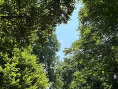 -上海醉白池公园