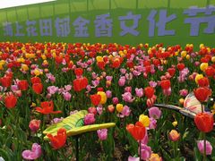 -杭州湾海上花田景区