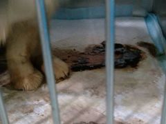 -菲尔斯特宠物医院