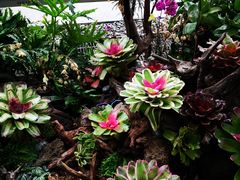 -北京植物园-展览温室