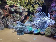 -上海海洋水族馆