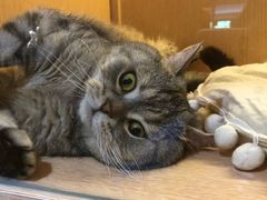 -Pets First伊珊娜洗护·精致美容·家庭式寄养(新会路店)