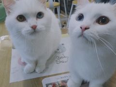 -MOYOYO猫咪咖啡店