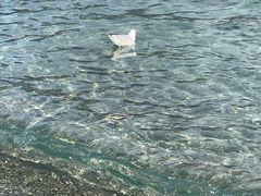 -Patagonia Chocolates(皇后镇店)