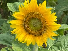 -春花秋色城市公园