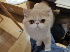-滚猫咖啡·猫咖·猫友好撸猫(未来城店)