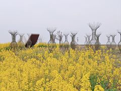-空港花田景区