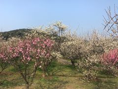 -香雪海