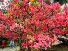 -深圳市中科院仙湖植物园