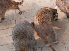 -金石滩蓝莓谷庄园