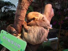 -正佳雨林生态植物园