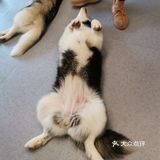 哈哈哈士奇，满足你对哈士奇的所有幻想