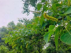 -宝岩生态观光园