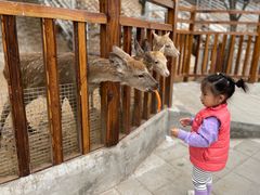 -北京鹿世界主题园