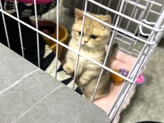 -伟伟宠物医院·CT影像中心·瑞派犬猫综合性门诊(汉口总院)