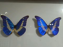 -上海昆虫博物馆