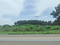 -空港花田景区