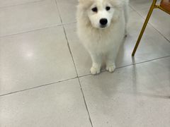-安格丽娜·狗咖·猫咖羊驼咖(春熙路百盛商场店)