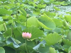 -昆山城市公园