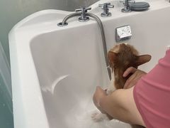 -爱洗澡的猫(望京店)