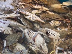 -港畔赶海蒸汽海鲜烧烤自助(仙螺岛店)