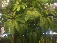 -双季花艺园艺市场(浦东店)