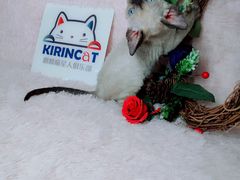 -十年猫舍·猫咪专门店(普陀店)