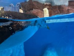 -海合安成都极地海洋公园