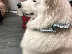 -汪说·狗咖(旺城大厦店)