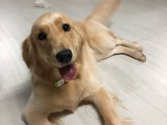 -BABYDOG宝贝狗宠物乐园(欧洲城店)