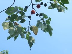 -良渚古城遗址公园