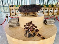 -广西壮族自治区药用植物园