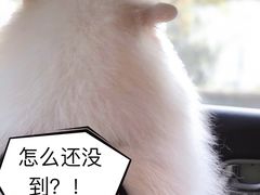 -田园东方蜜桃村的田野营地