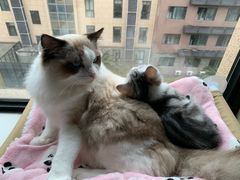 -翊宠yipet猫狗购宠庄园犬舍•猫舍