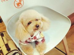 -八公叔叔宠物美容连锁(春申店)