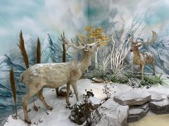 -西霞口神雕山野生动物世界