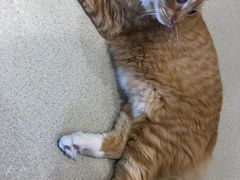 -藏猫猫咖啡主题馆(中央大道店)