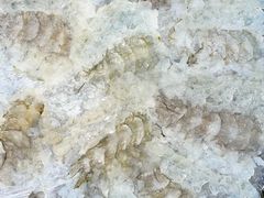 明虾生-官塘鱻鱻鱼生
