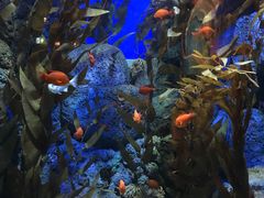 -新加坡海洋生态馆
