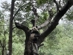 -都江堰中华大熊猫苑