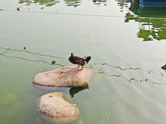 -莲湖公园