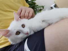 -喜多萌中农锦绣动物医院24H·猫科·牙科MRI·CT